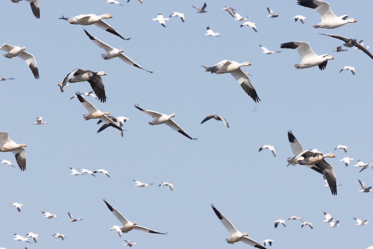 husa sněžní - ML646126476