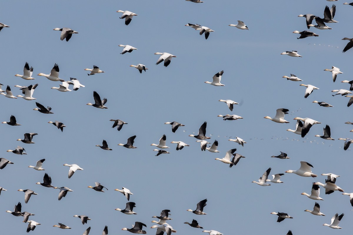 Белый гусь - ML646126477