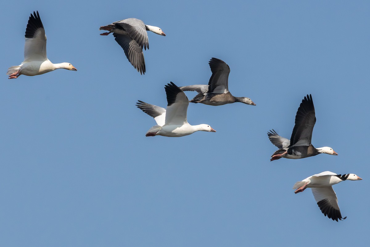 husa sněžní - ML646126478