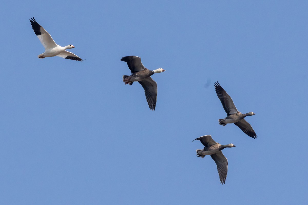 husa sněžní - ML646126479