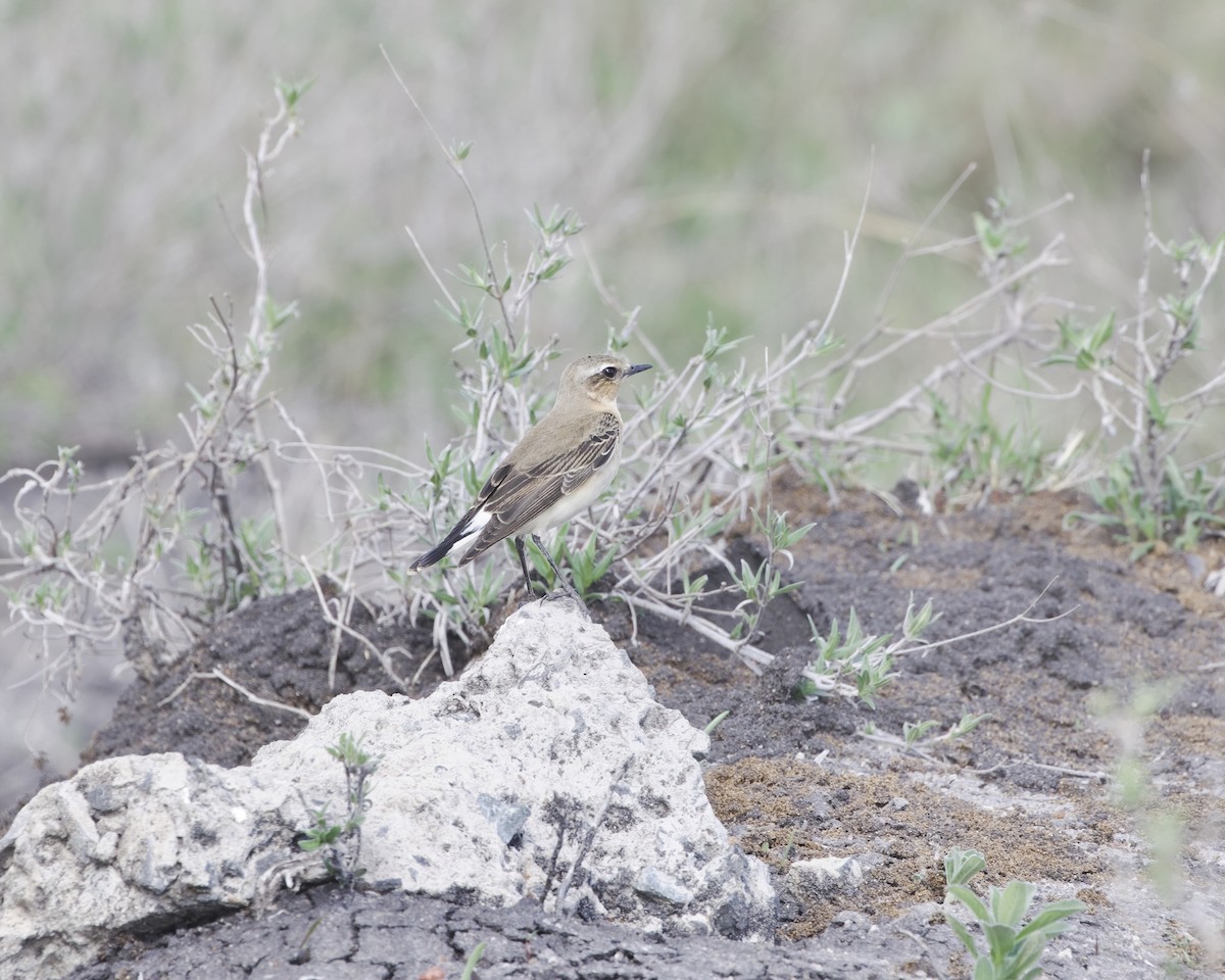 Обыкновенная каменка (oenanthe/libanotica) - ML646126480
