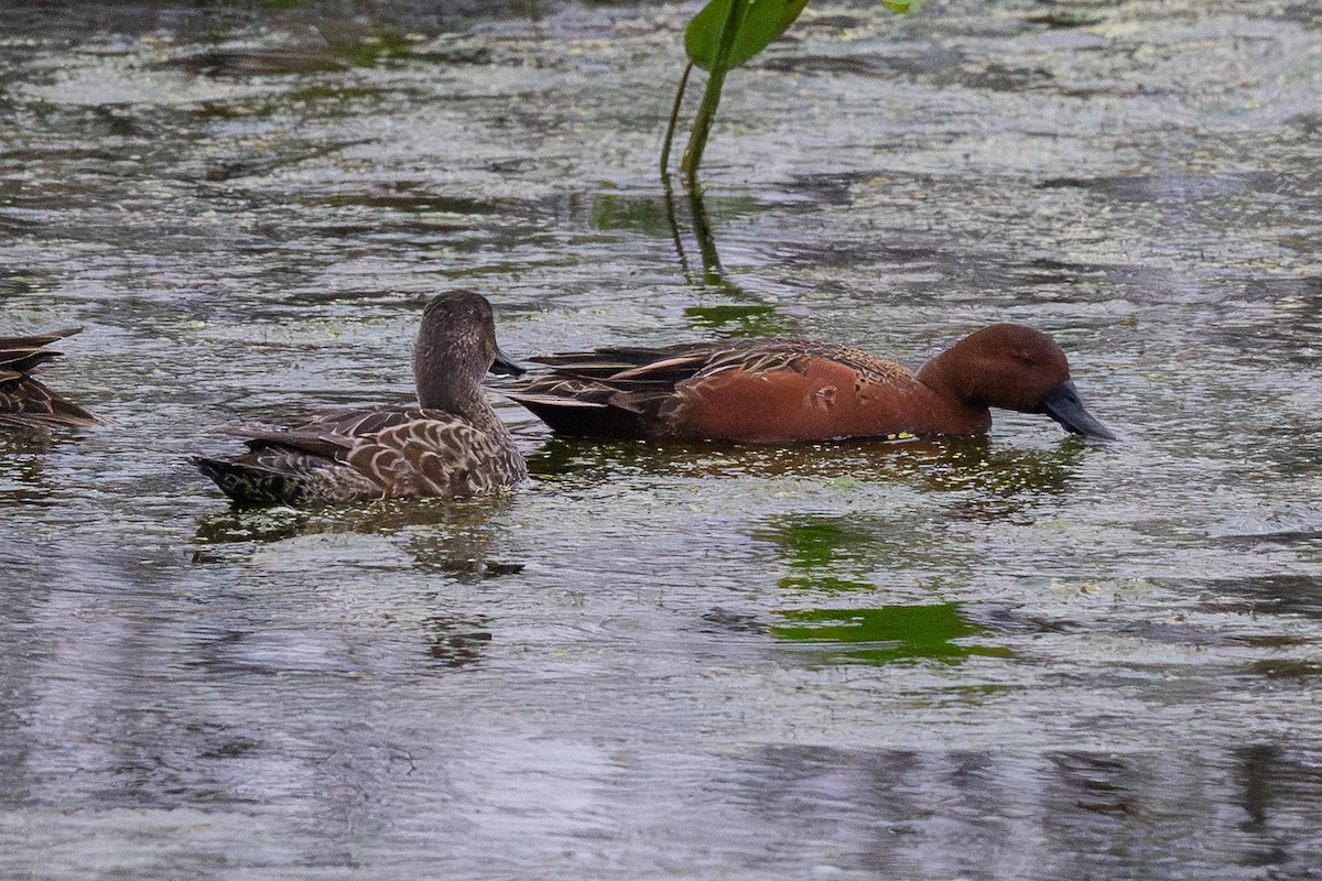 Коричневый чирок - ML646126482