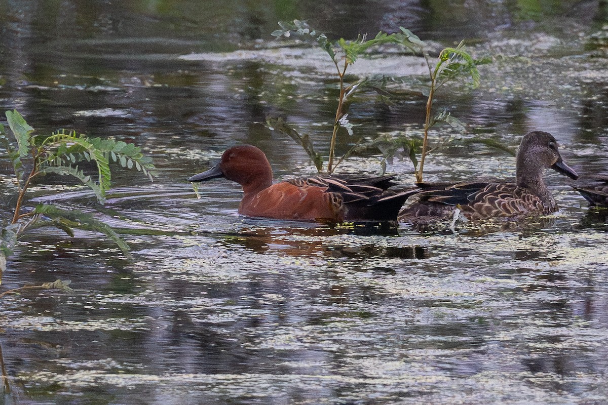Коричневый чирок - ML646126483