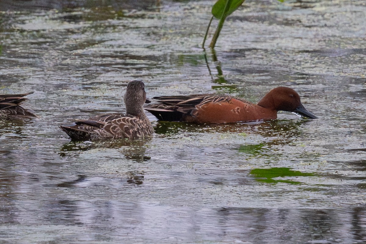 Коричневый чирок - ML646126484