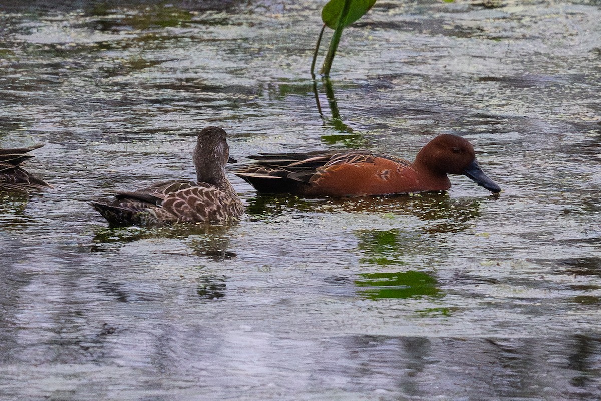 Коричневый чирок - ML646126485