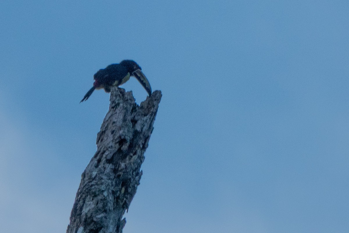 Collared Aracari - ML646126487