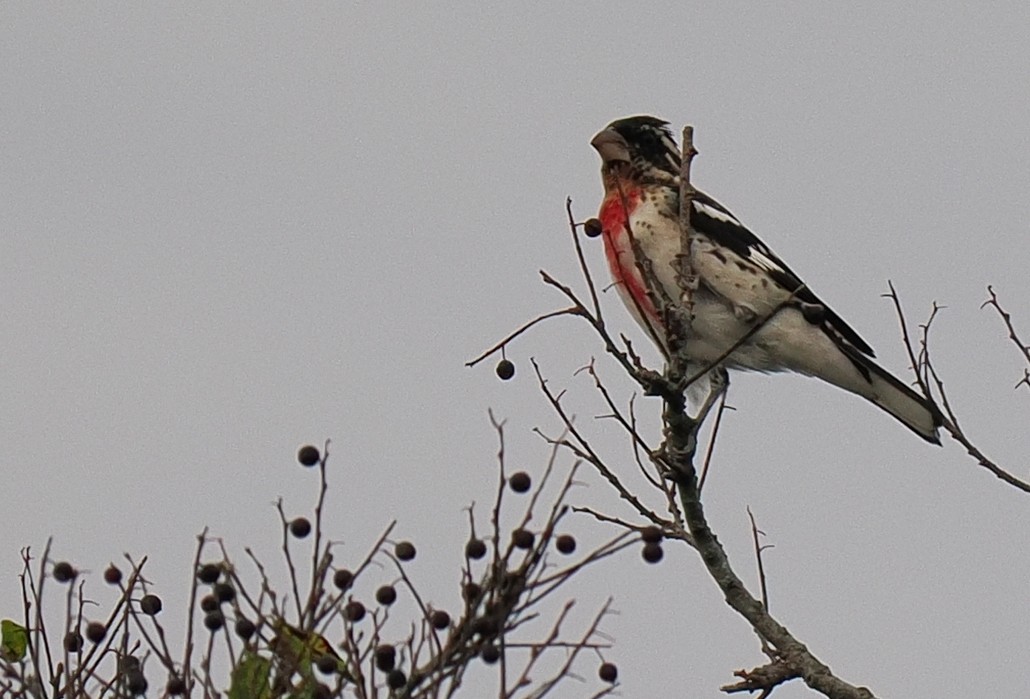 Розовогрудый толстонос - ML646126488