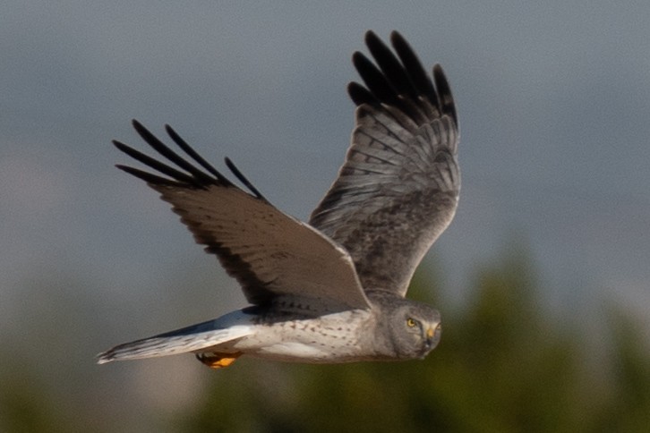 Американский лунь - ML646126489