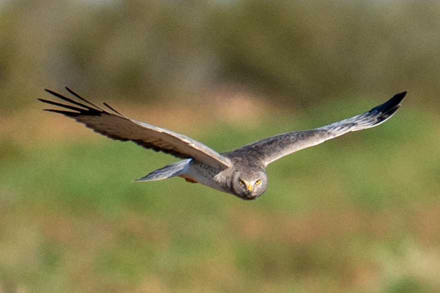 Американский лунь - ML646126490