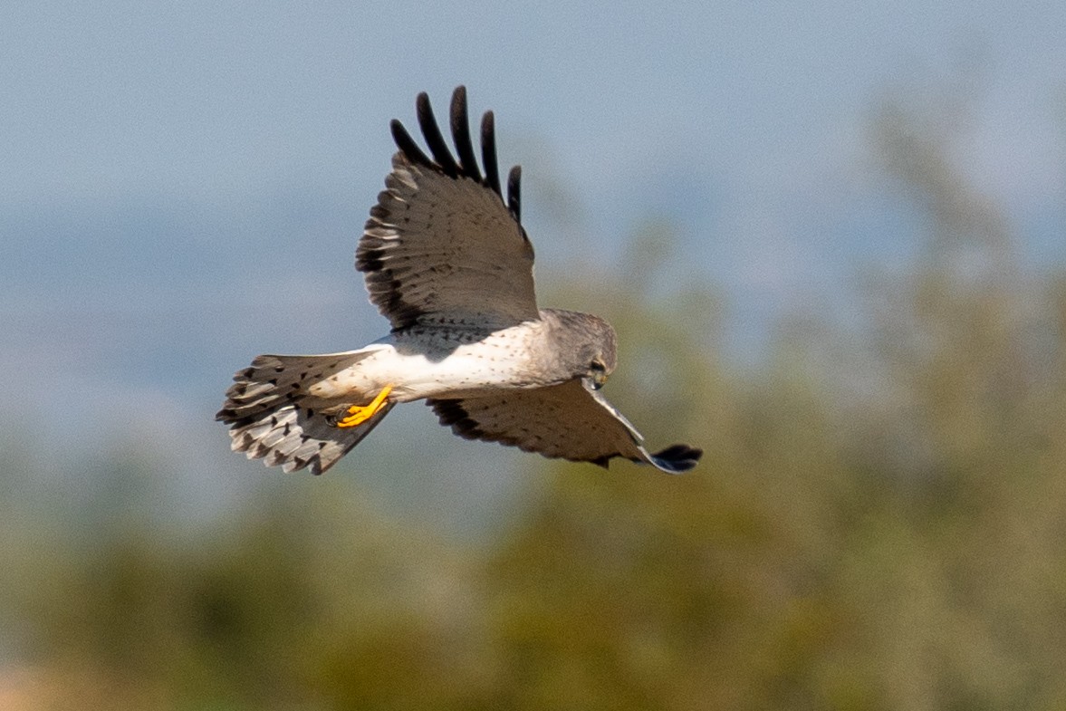 Американский лунь - ML646126491