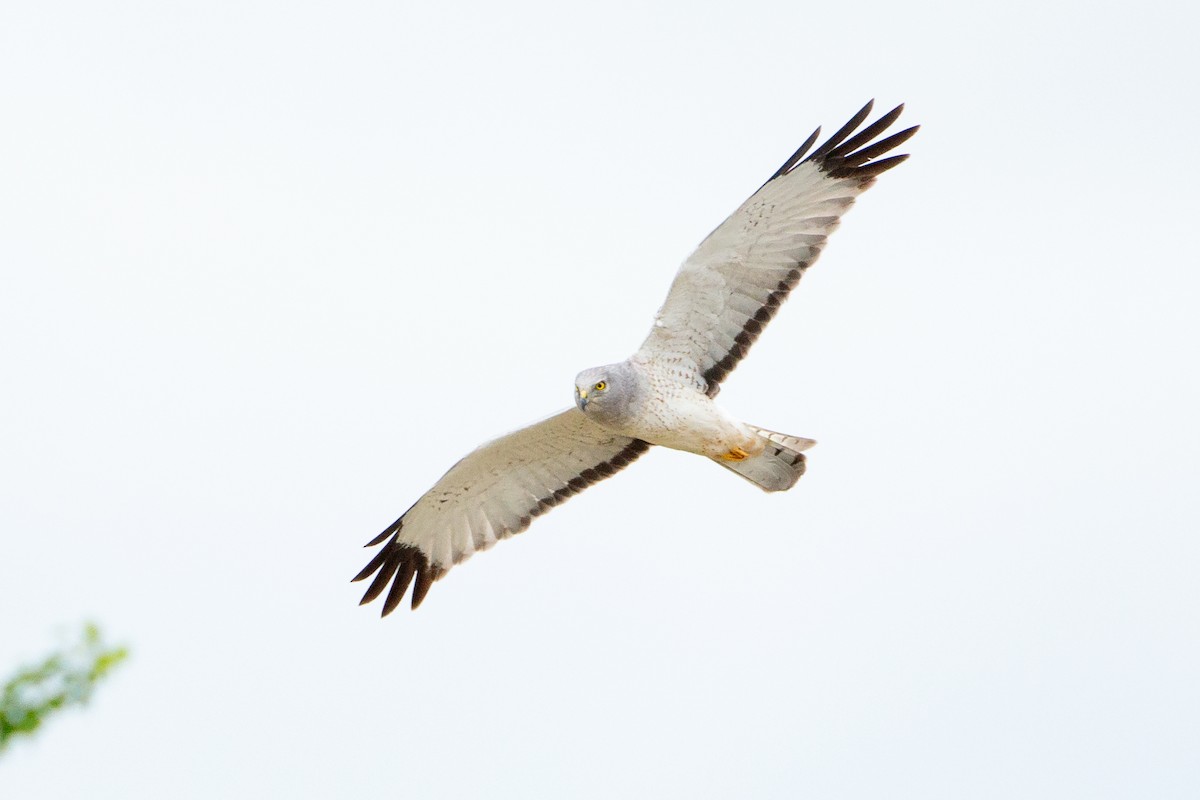 Американский лунь - ML646126492