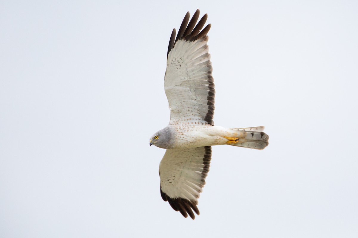 Американский лунь - ML646126493