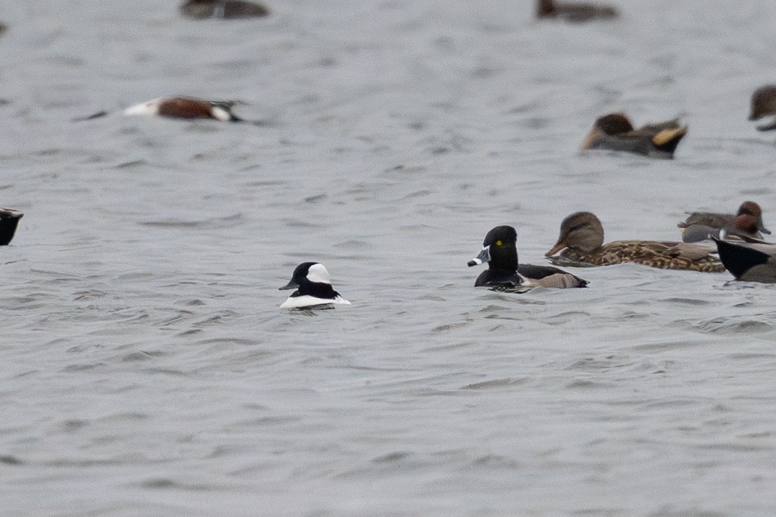 Гоголь-головастик - ML646126494