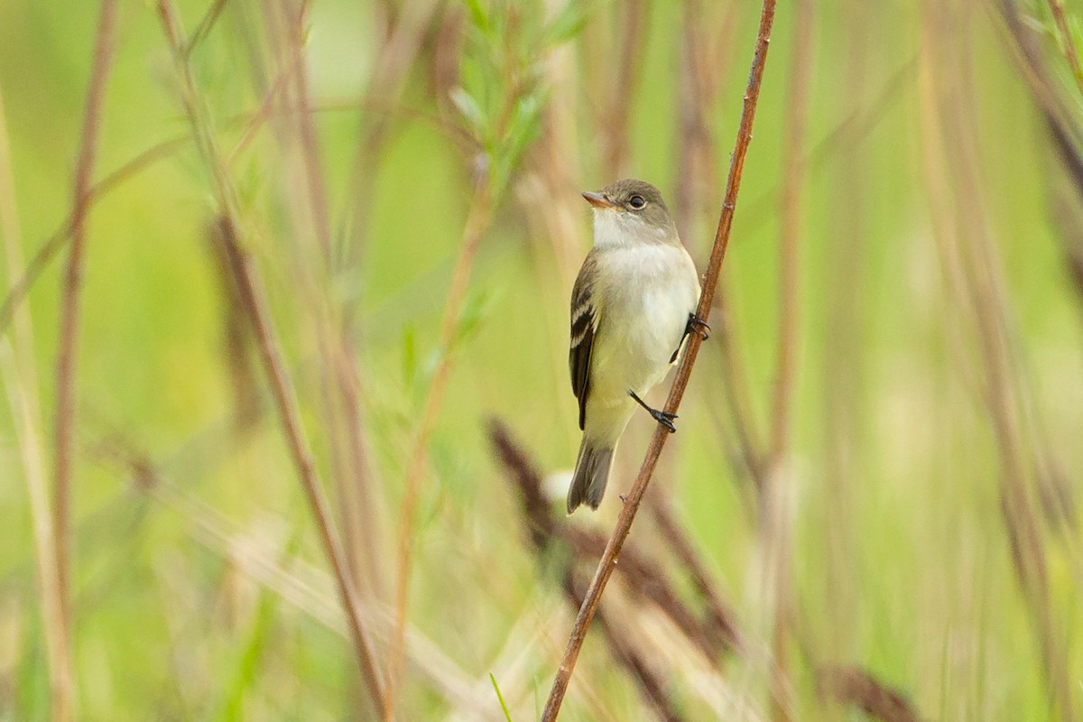 Ивовый мухолов - ML646126495