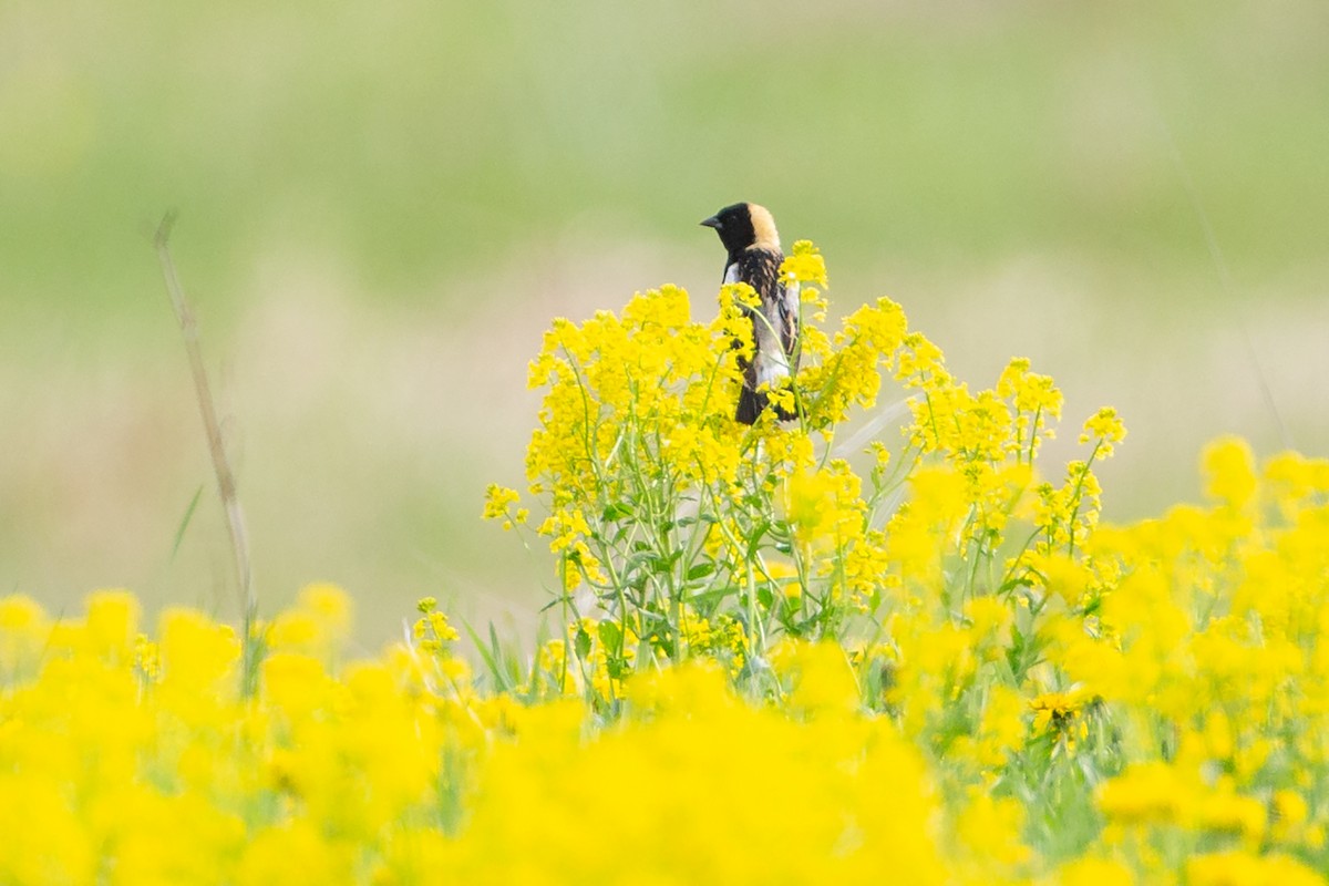 Боболинк - ML646126496