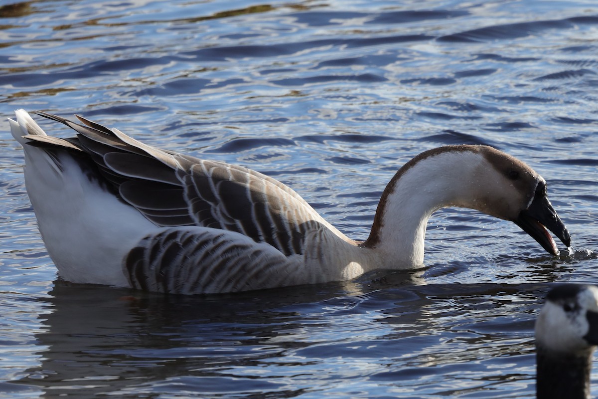 Сухонос (Одомашненного типа) - ML646126497