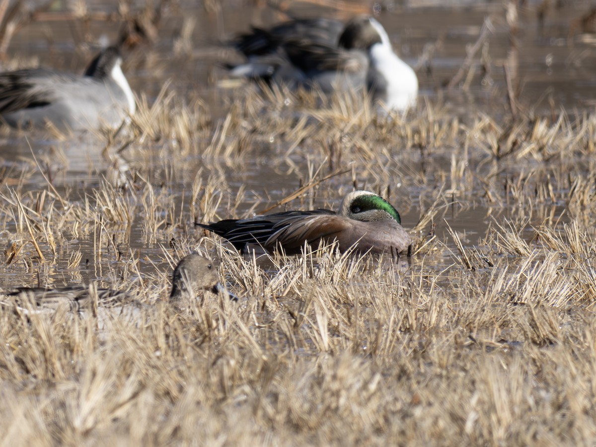 Американская свиязь - ML646126500