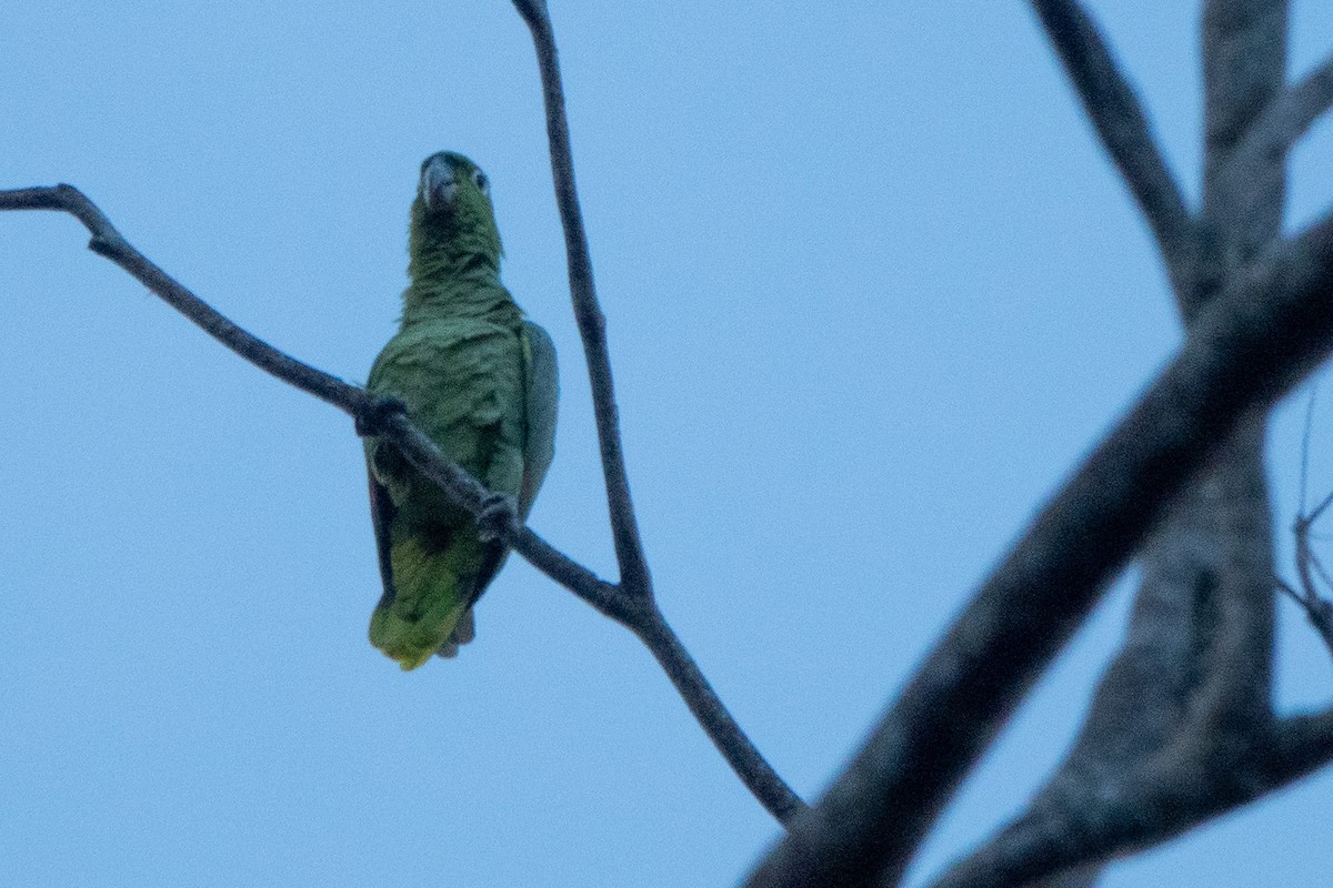 Бледный амазон - ML646126503