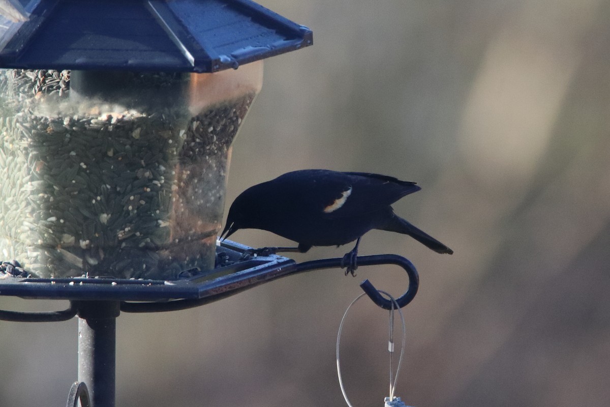 Красноплечий трупиал - ML646126509