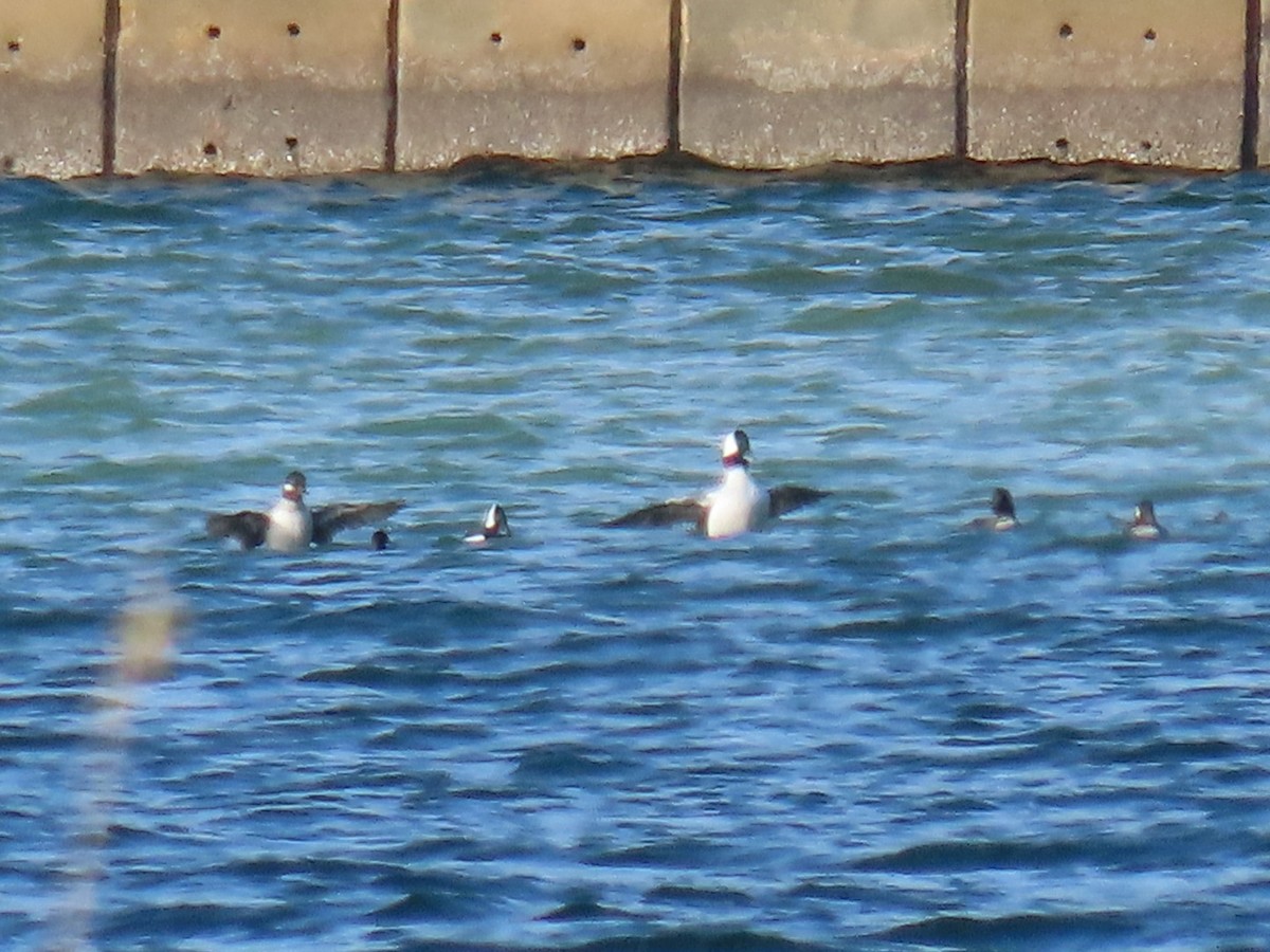 Bufflehead - ML646126515