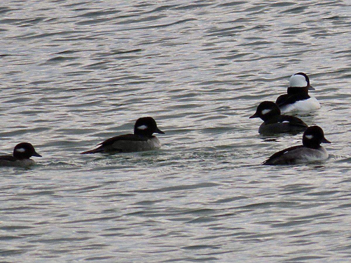 Bufflehead - ML646126516