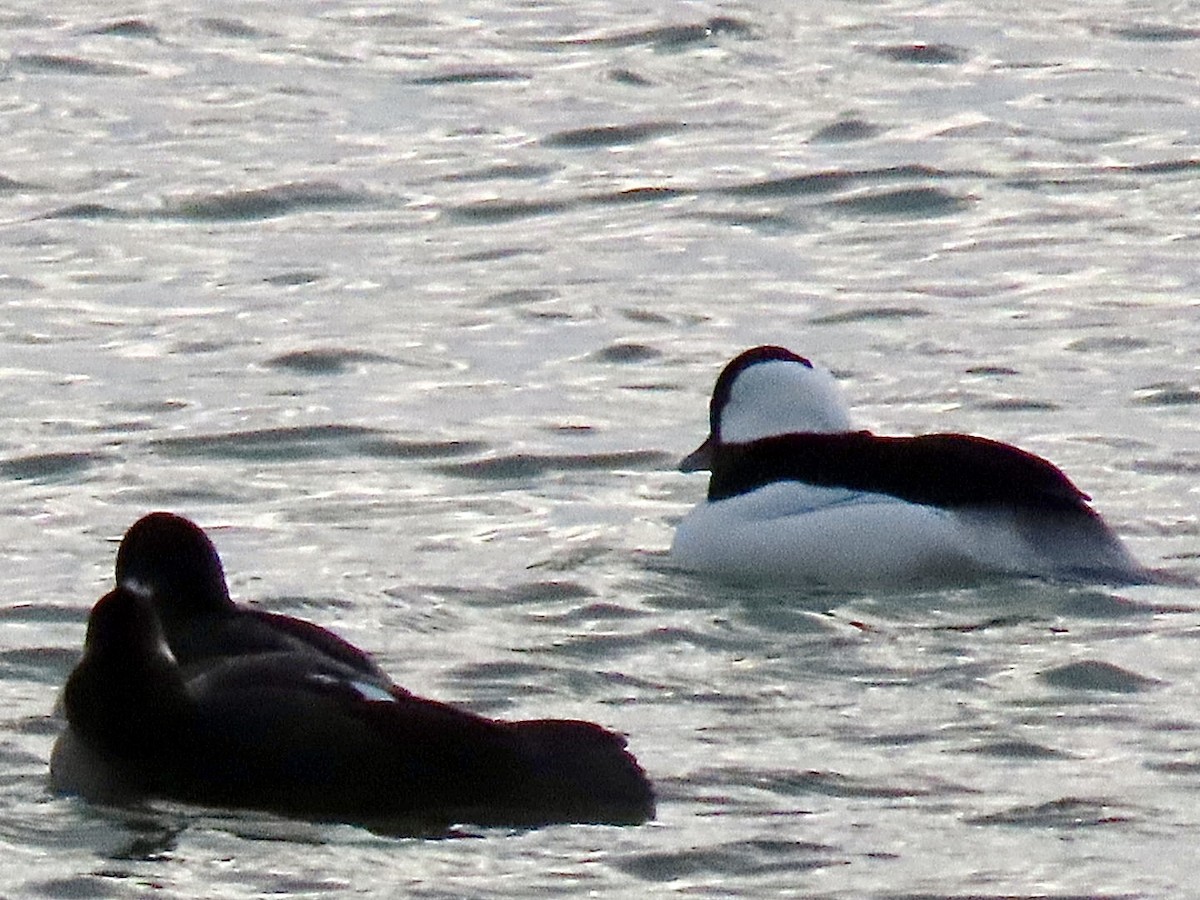 Bufflehead - ML646126517