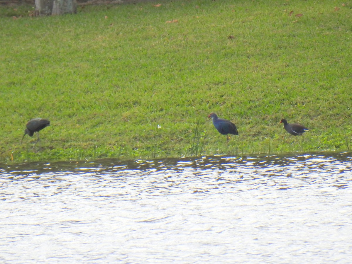 Gray-headed Swamphen - ML646126521