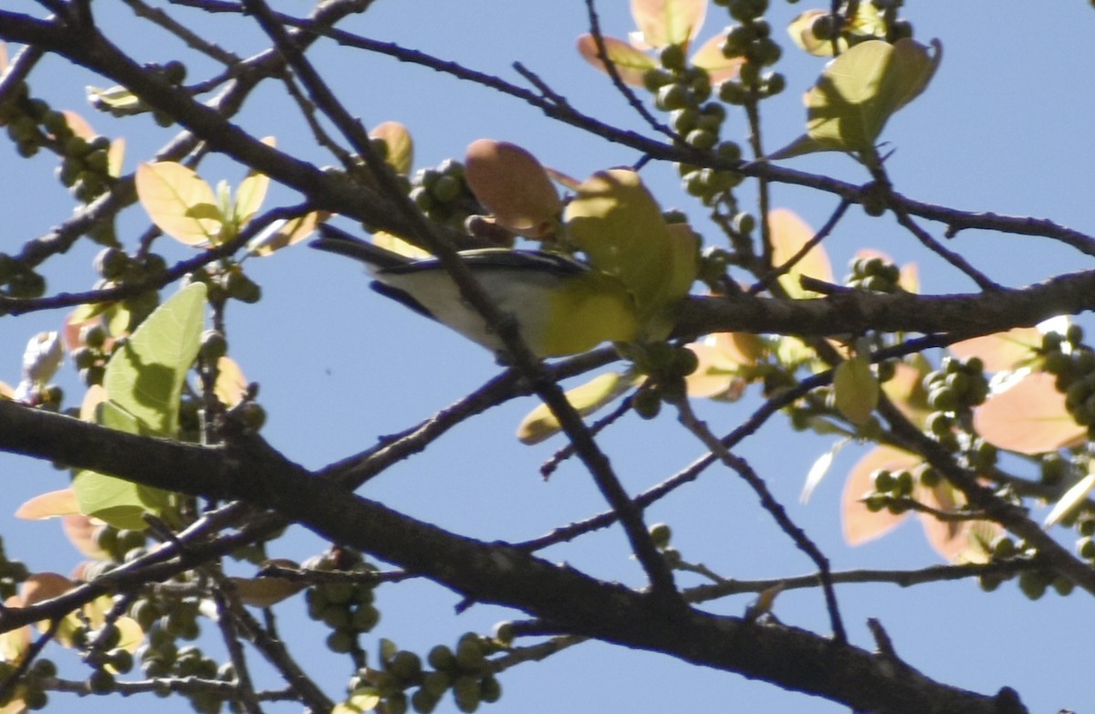 Yellow-throated Vireo - ML646126527