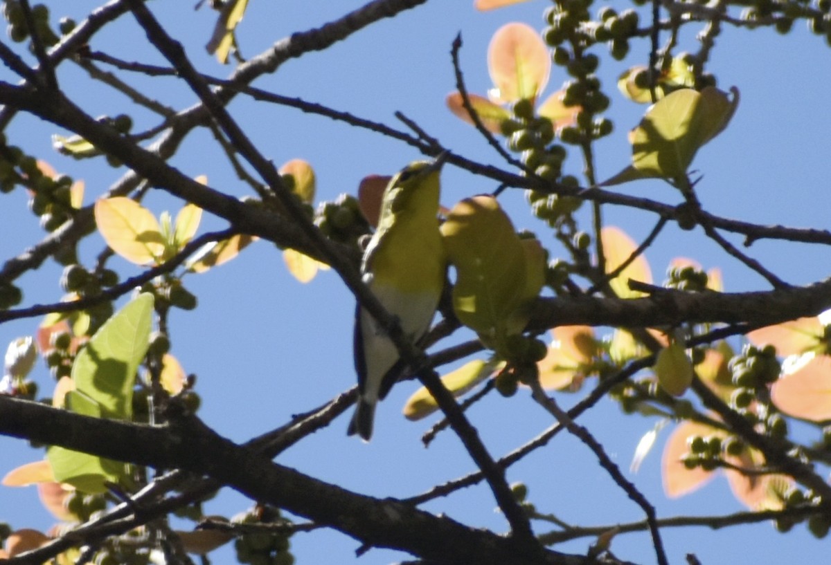 Yellow-throated Vireo - ML646126528