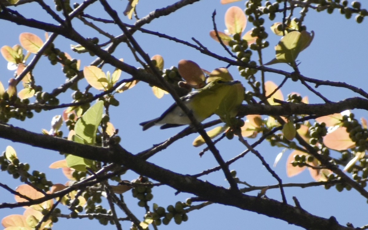 Yellow-throated Vireo - ML646126529