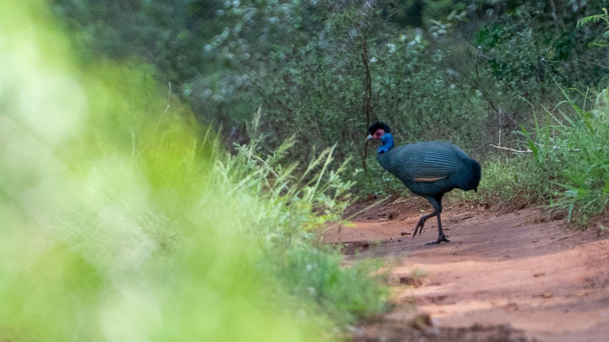 Eastern Crested Guineafowl - ML646126531