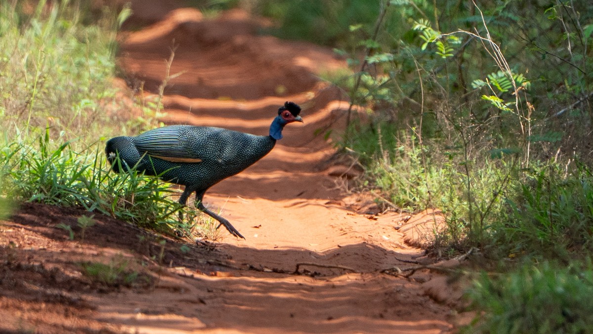 Eastern Crested Guineafowl - ML646126532