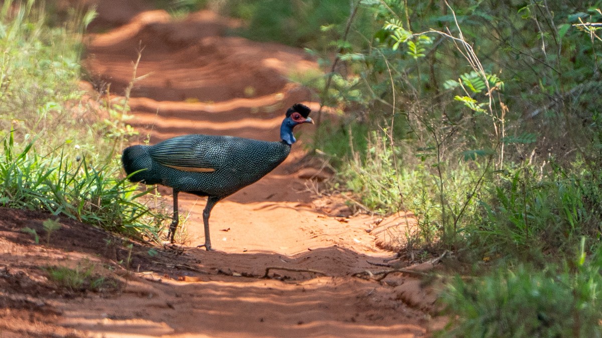 Eastern Crested Guineafowl - ML646126533