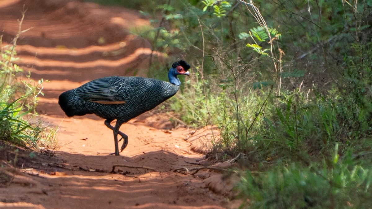 Eastern Crested Guineafowl - ML646126534