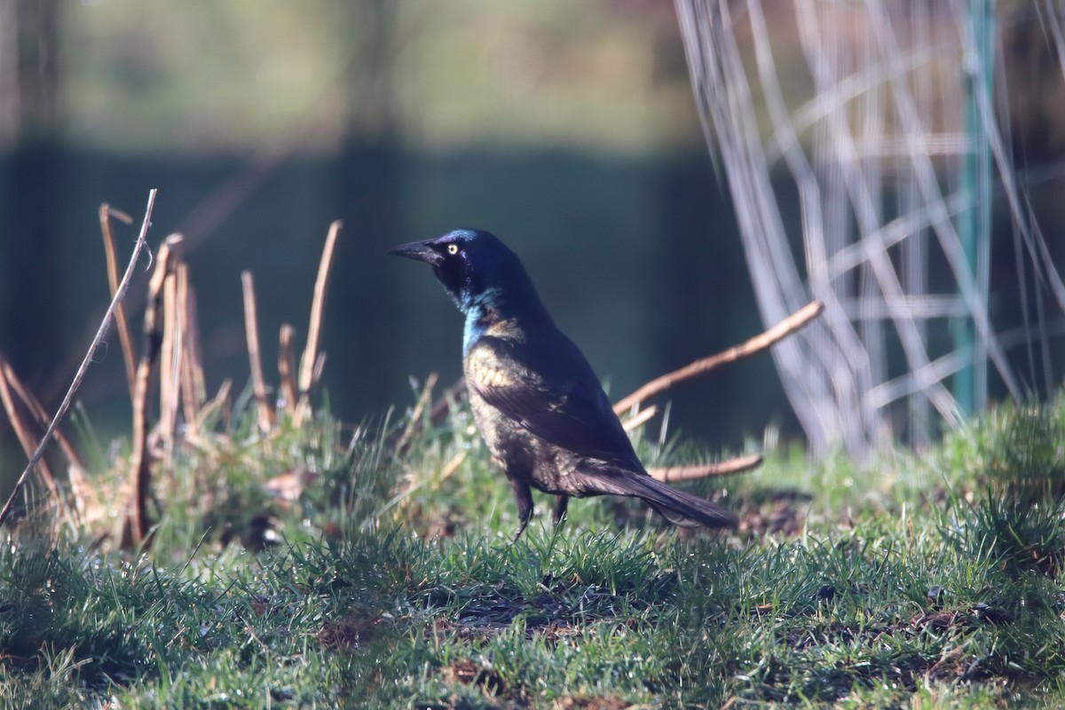 Zanate Común - ML646126537