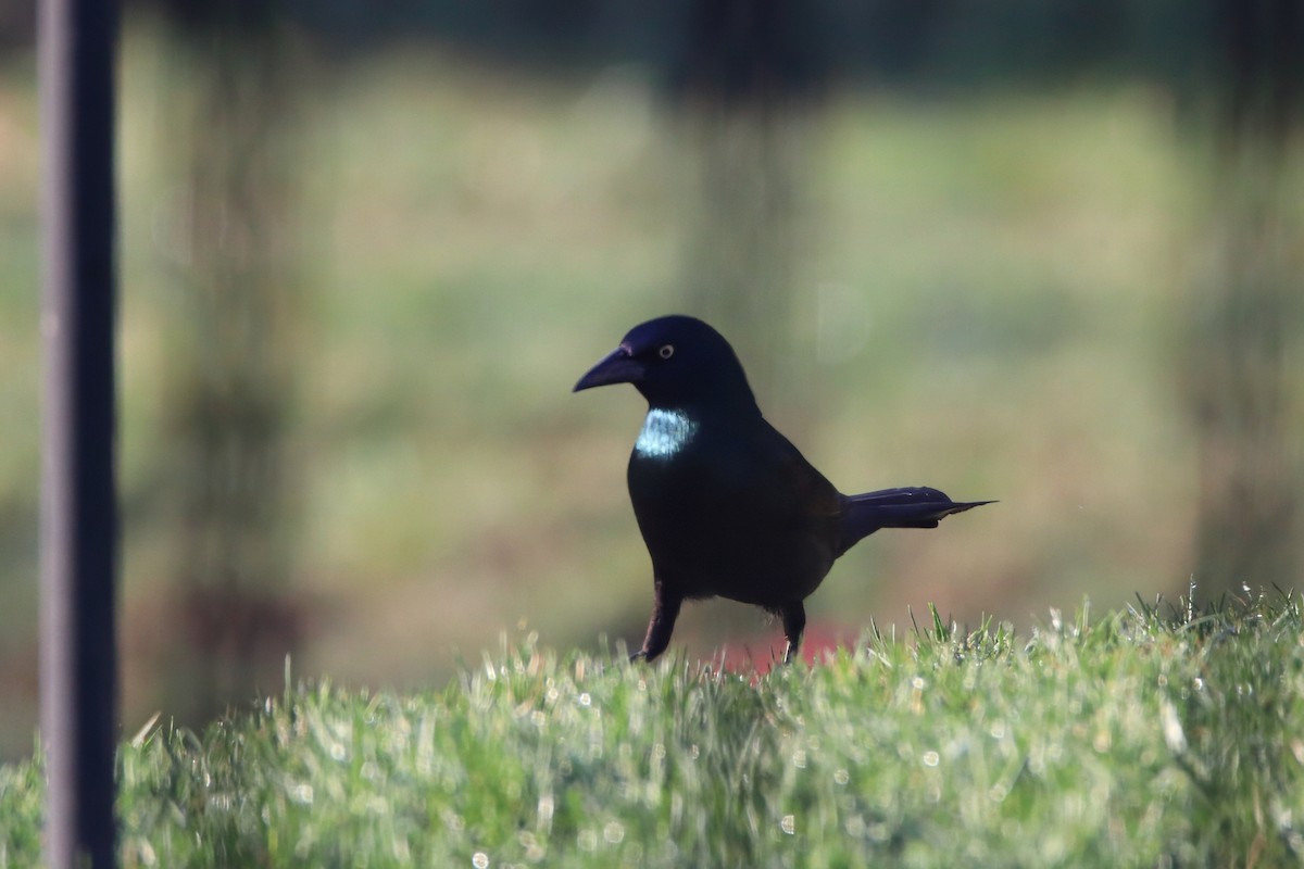 Zanate Común - ML646126538