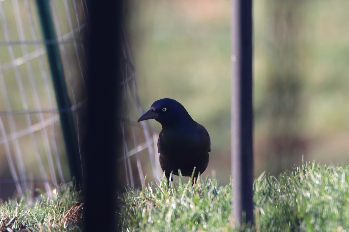 Zanate Común - ML646126539