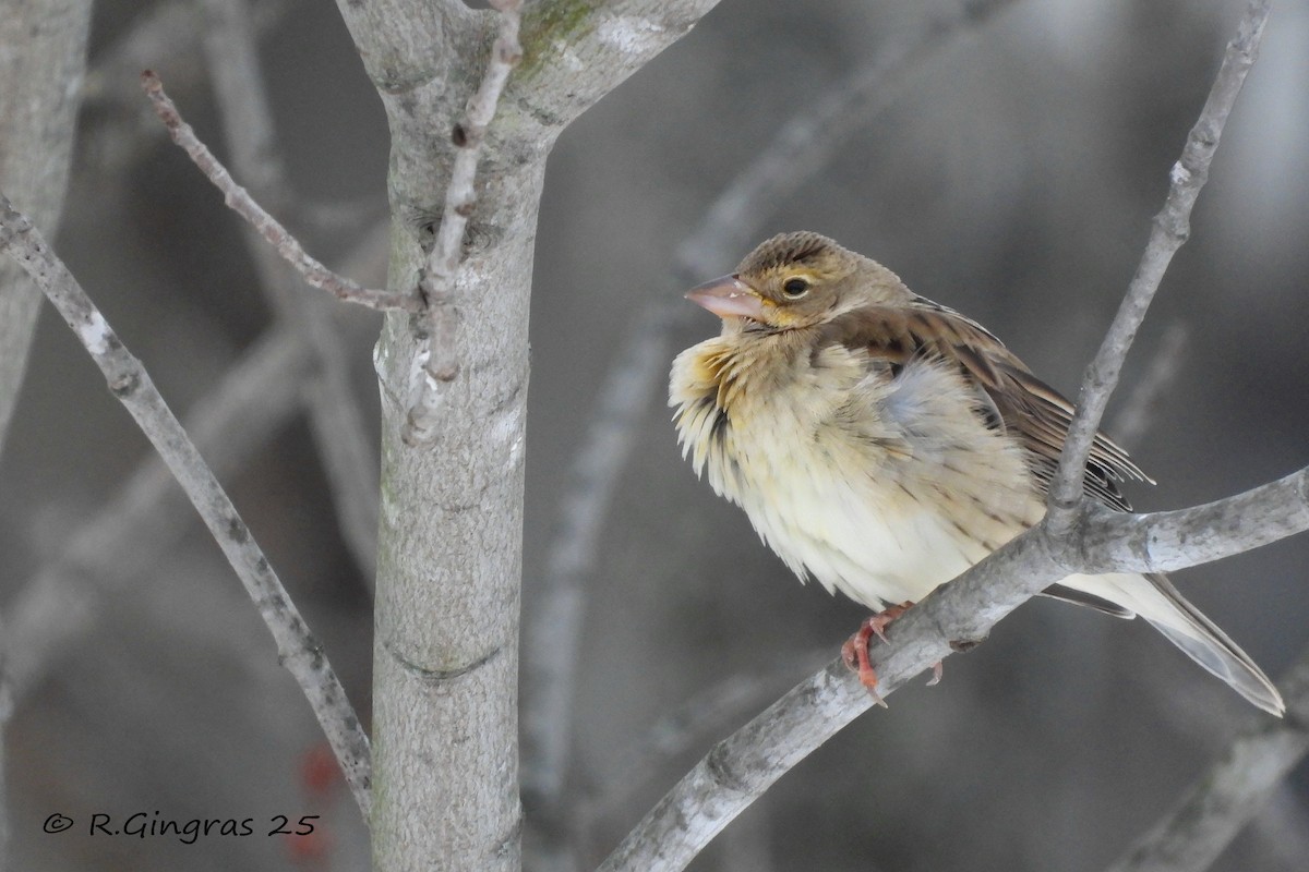 Dickcissel - ML646126545