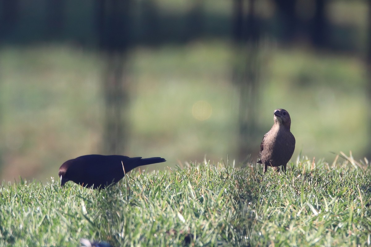 שחרורית חומת-ראש - ML646126546