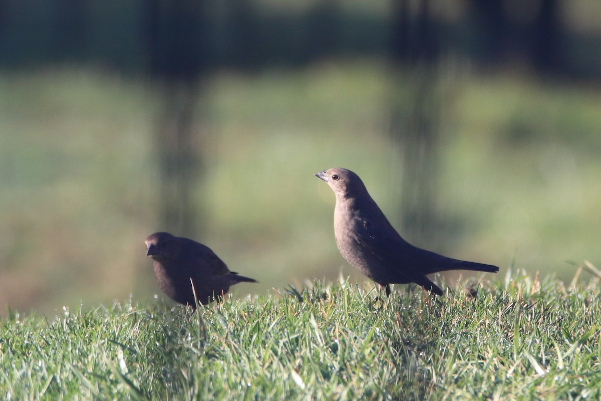 שחרורית חומת-ראש - ML646126547