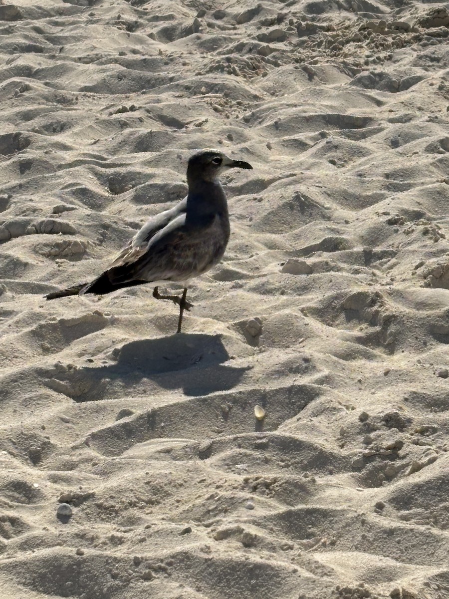 Mouette atricille - ML646126549