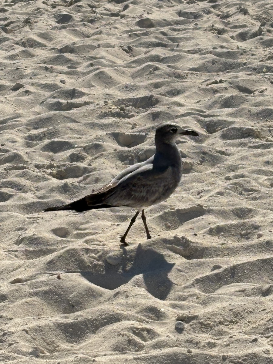 Mouette atricille - ML646126550