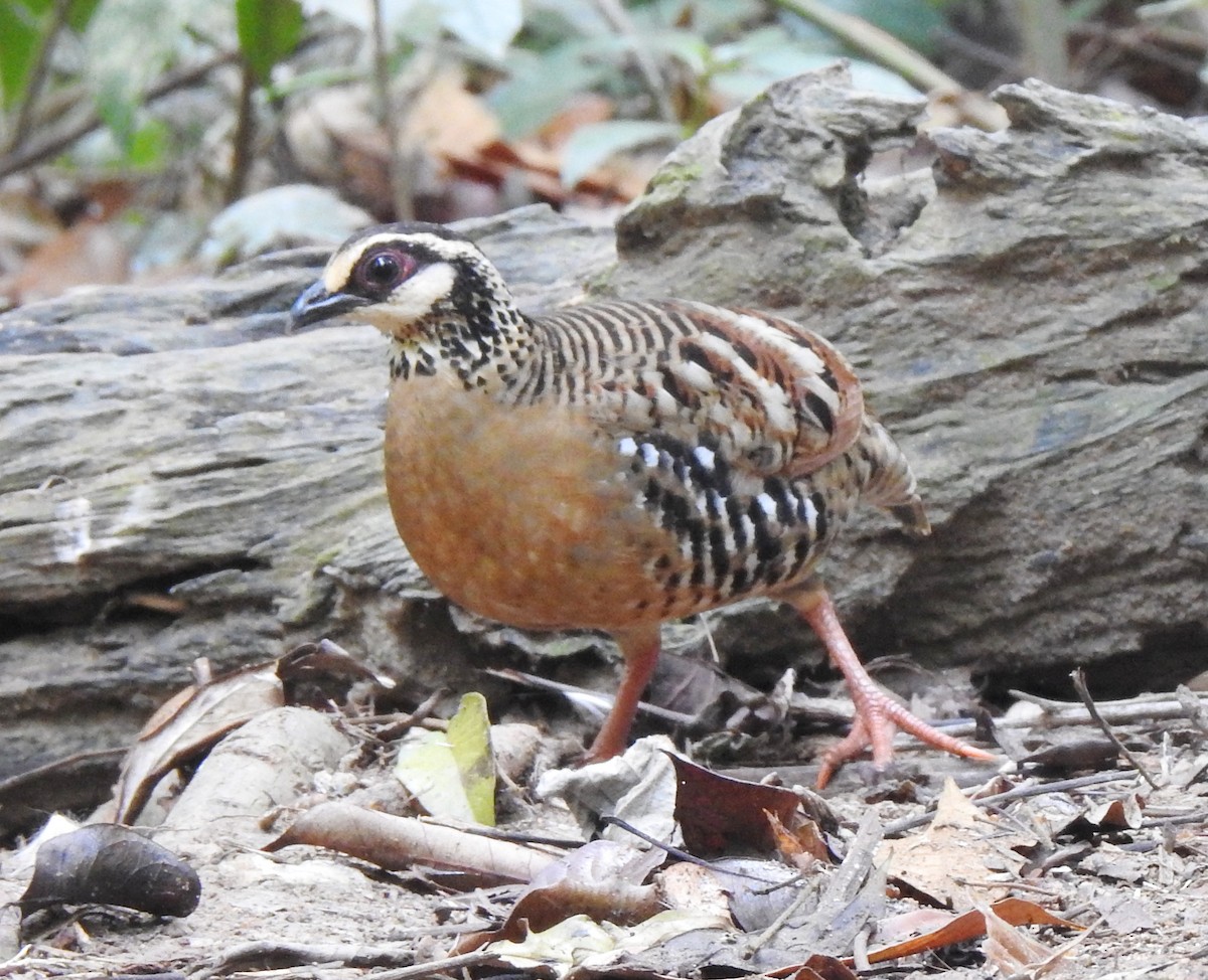 Bar-backed Partridge - ML646126554
