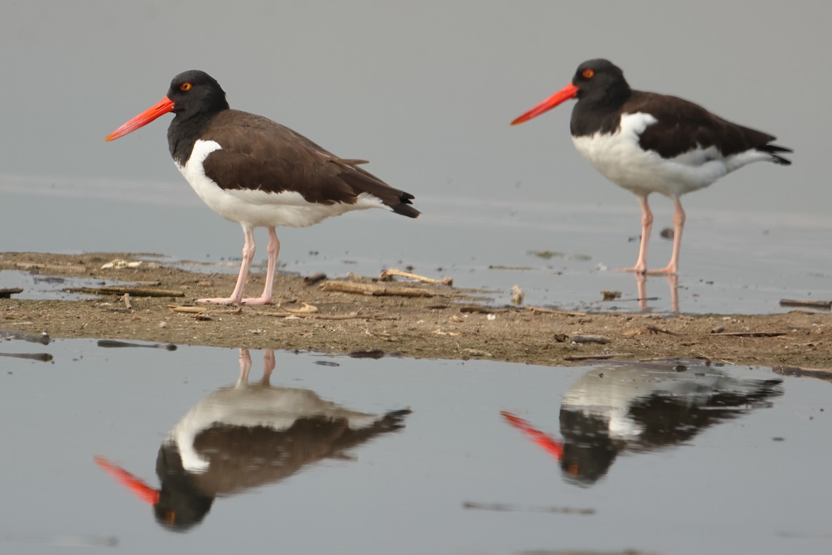 American Oystercatcher - ML646126555