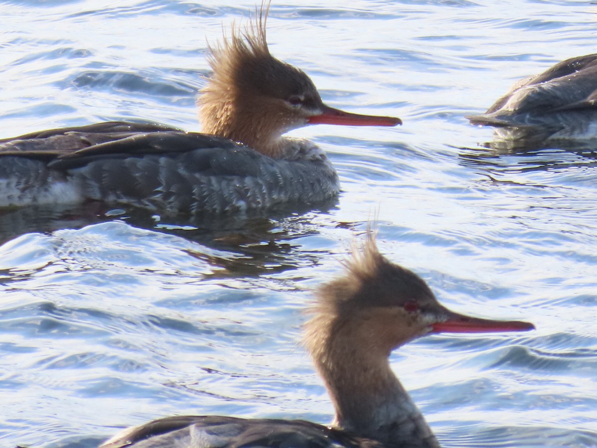 Red-breasted Merganser - ML646126557