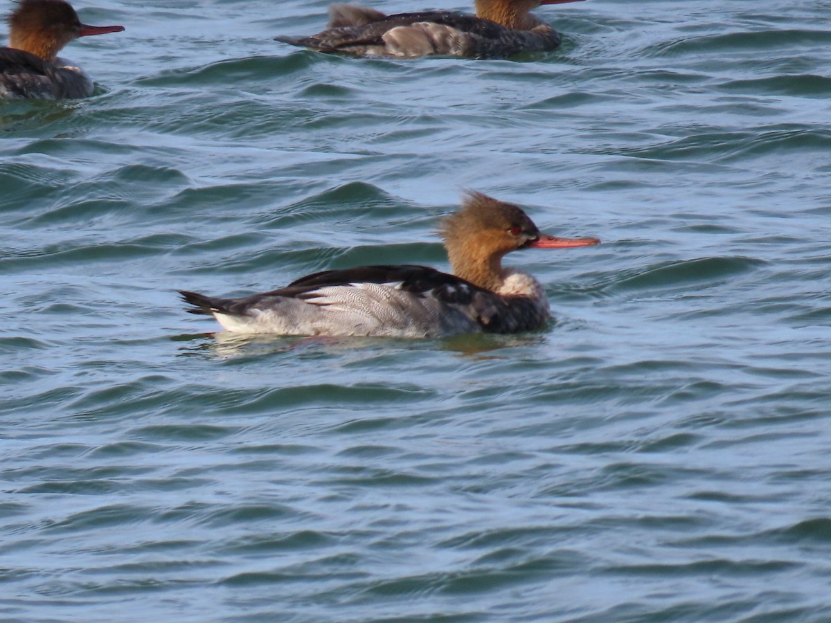 Red-breasted Merganser - ML646126558