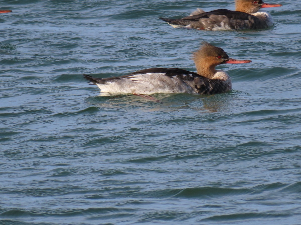 Red-breasted Merganser - ML646126559