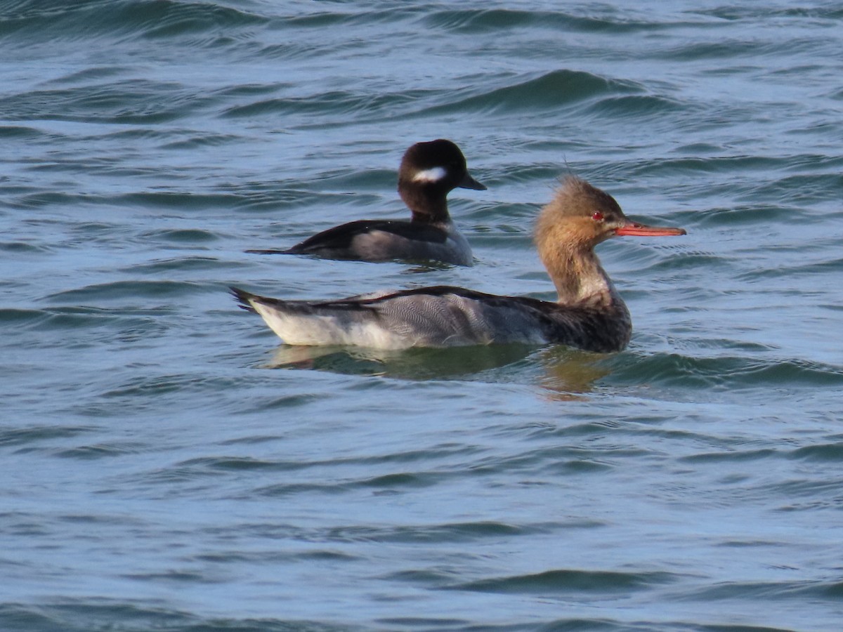 Red-breasted Merganser - ML646126560