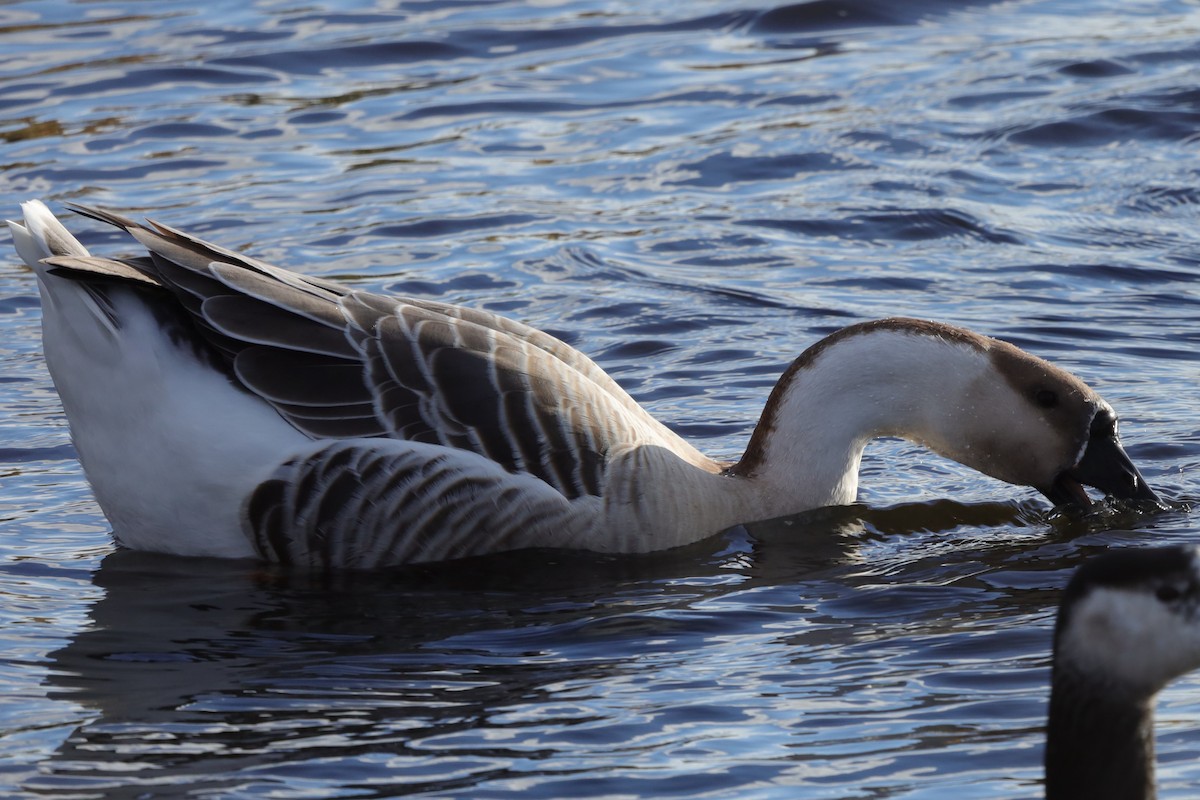 Гуска китайська (свійська) - ML646126574