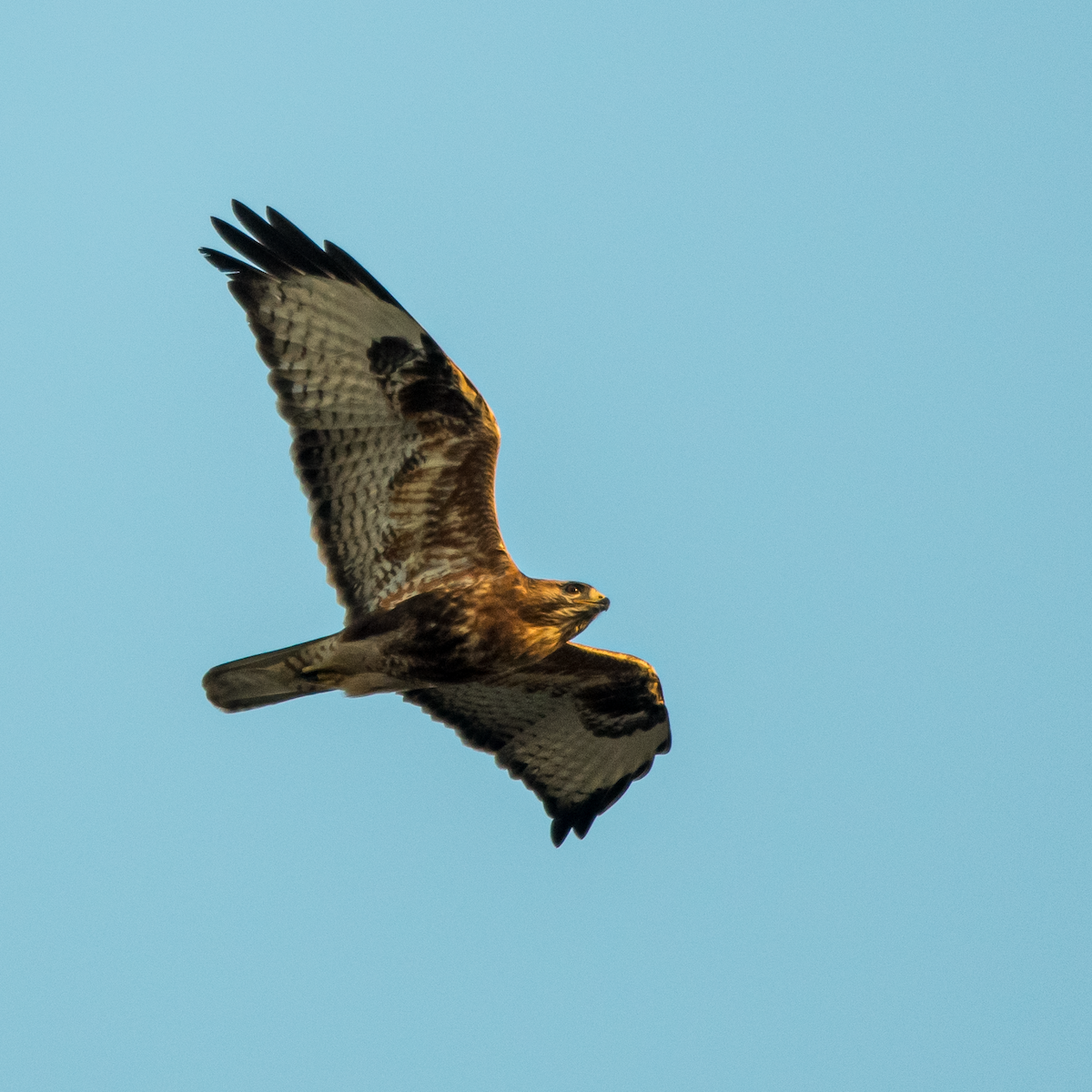 Канюк степовий - ML646126578